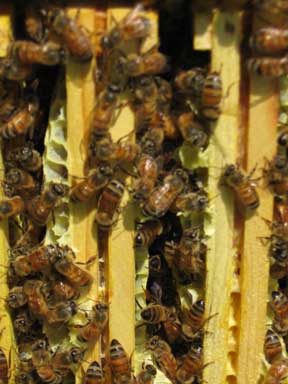 Bees in the hive building comb