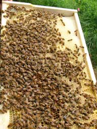 Bees on hive frame 