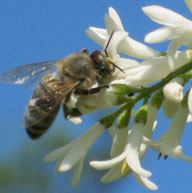 Bee collecting nectar
