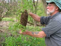 Swarm on a tree branch.